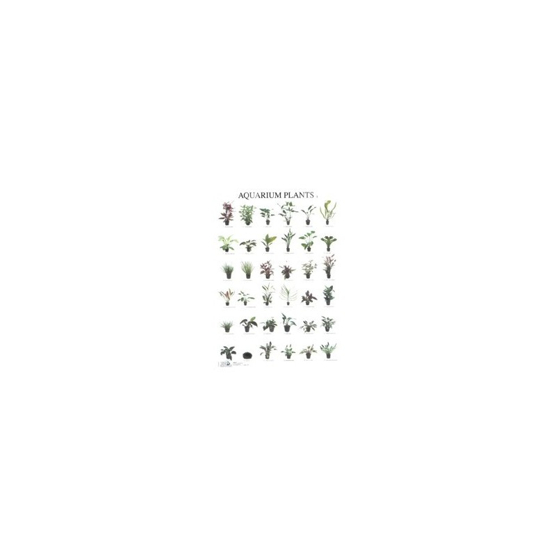 Aquarium Plants1