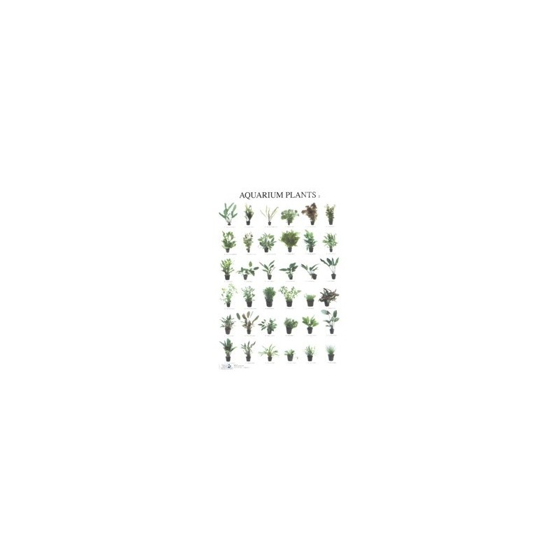 Aquarium Planten2
