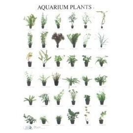 Aquarienpflanzen 3