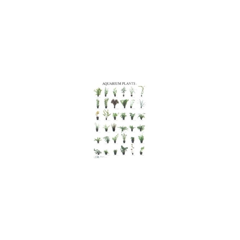 Aquarium Planten3