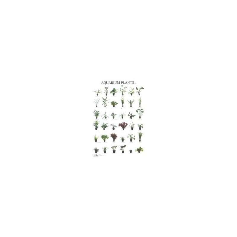 Aquarium Planten 4