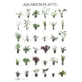 Aquarium Planten 4