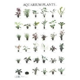 Aquarienpflanzen 1