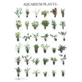Aquarium Planten2