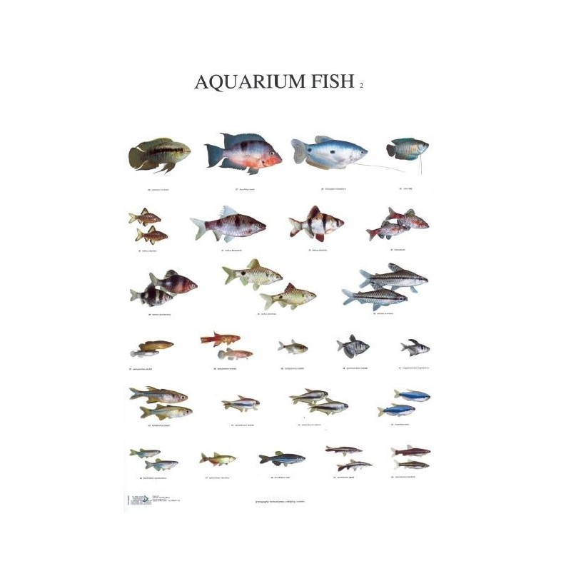 Aquarium Fish 2