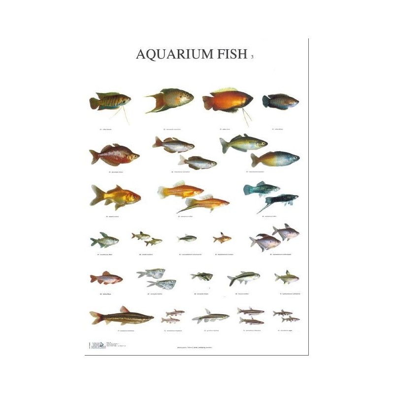 Aquarium Vissen 3
