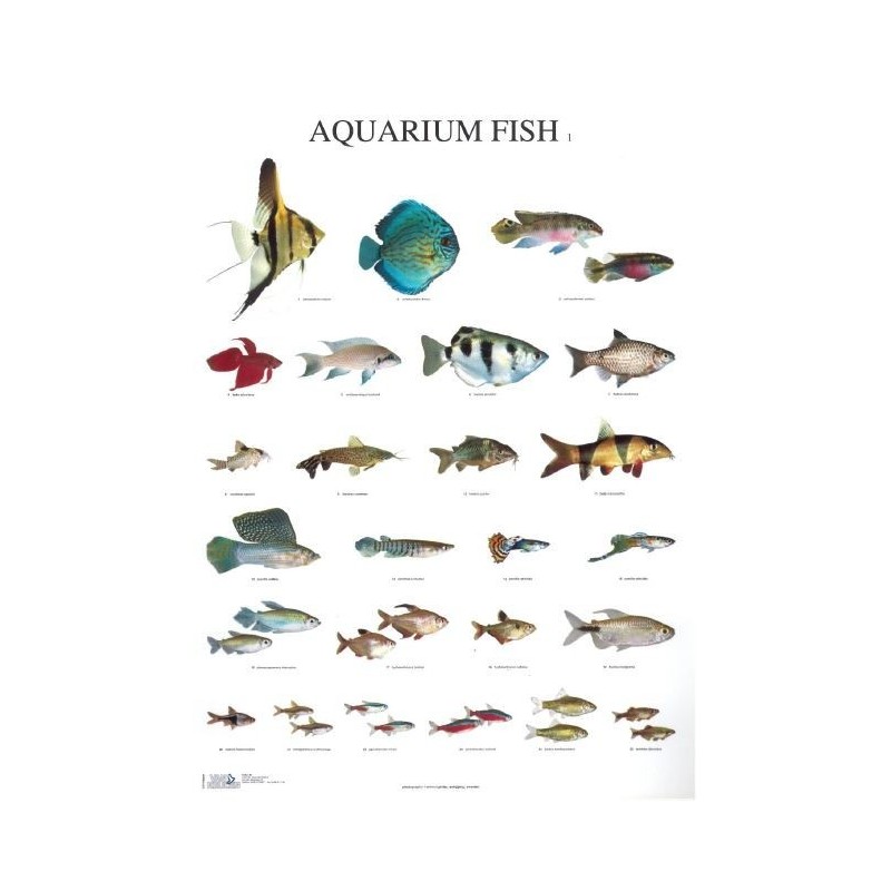 Aquarium Fish 1